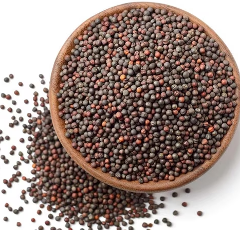 Media Works Mustard 2.6 kg